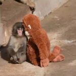 Bukan Sekadar Boneka, Ini Alasan Punch the Monkey Jadi Tren di Media Sosial