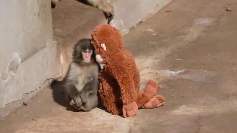 Bukan Sekadar Boneka, Ini Alasan Punch the Monkey Jadi Tren di Media Sosial