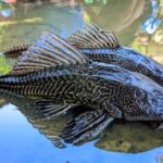 Ikan Sapu-Sapu: Dari Pembersih Akuarium Menjadi Ancaman Ekosistem Perairan Indonesia